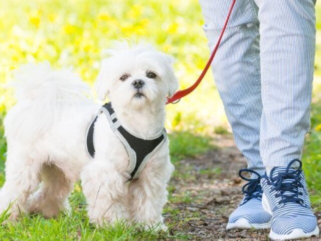 passear com os dogs