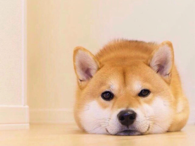 Um Shiba Inu