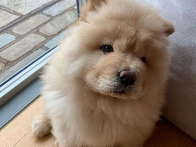 Chow Chow