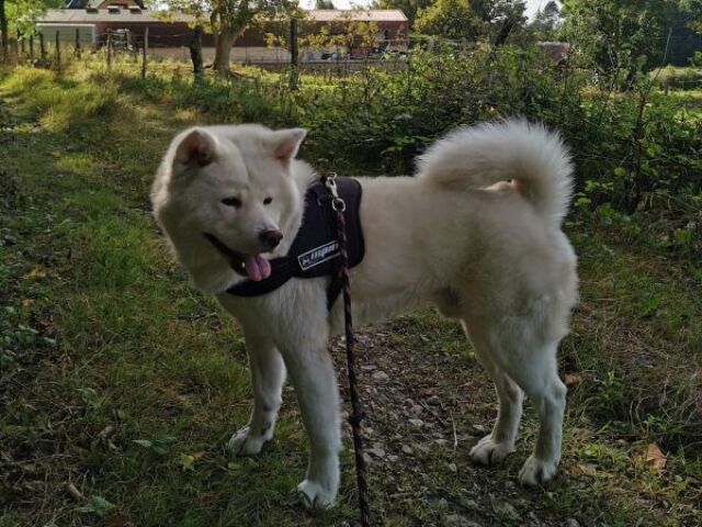 Akita Inu