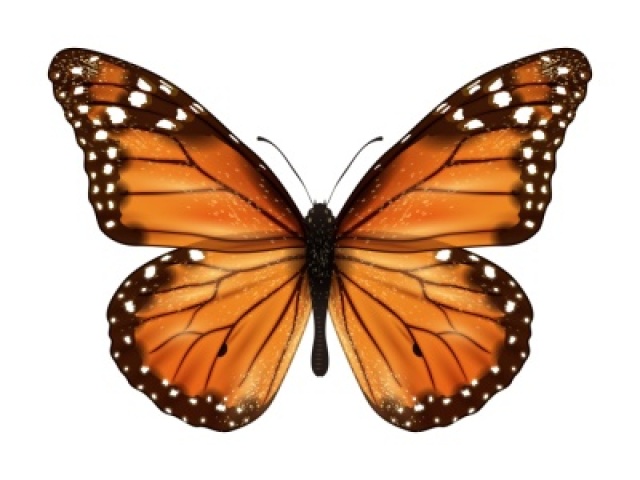 Laranja
