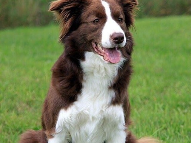 BORDER COLLIE