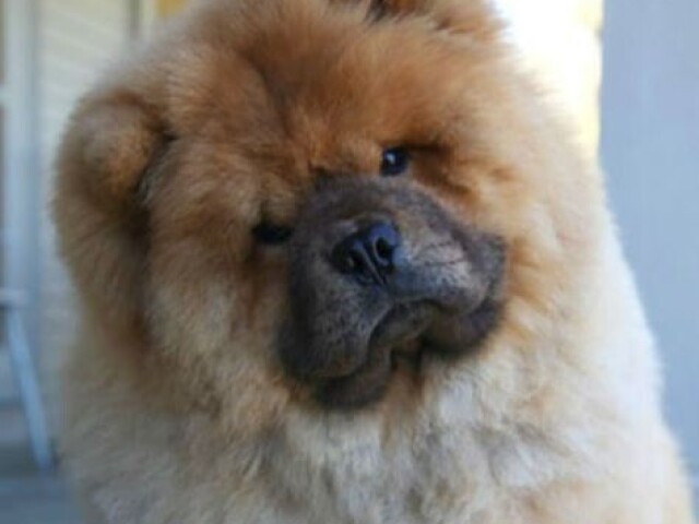 Chow-chow ( ELES TEM A LINGUA ROXA)