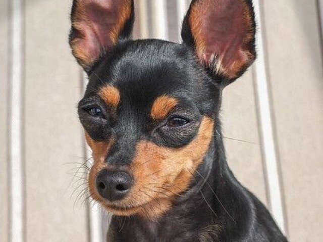 Pinscher ( a maioria deles são bem bravos)