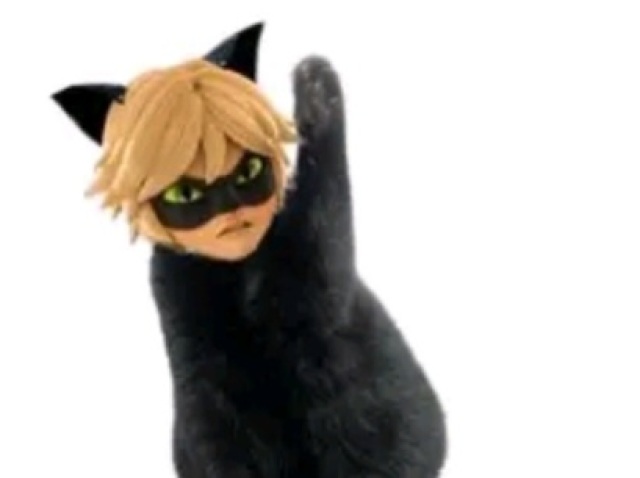 Cat noir