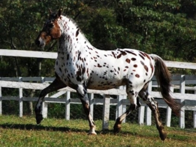 Appaloosa