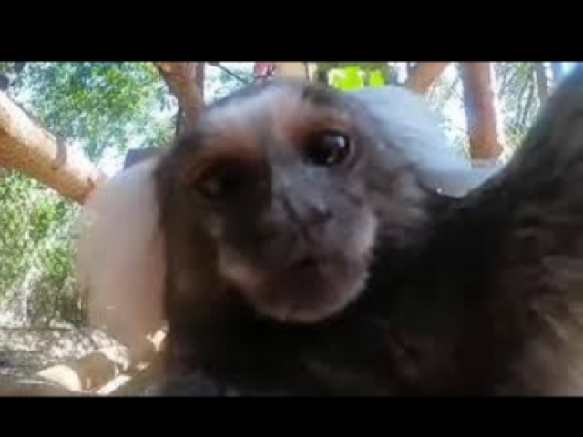 Macaco bonetenho