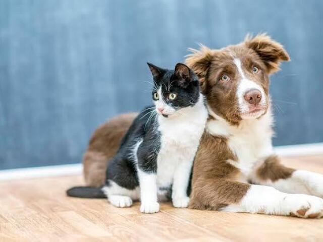 Gato e cachorro