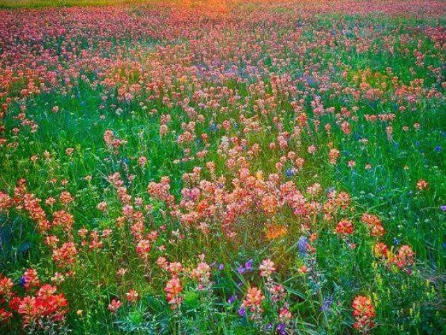 Campo com flores!