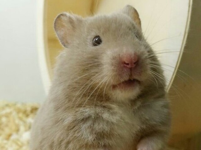 Hamster