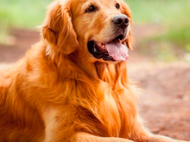 Golden Retriever