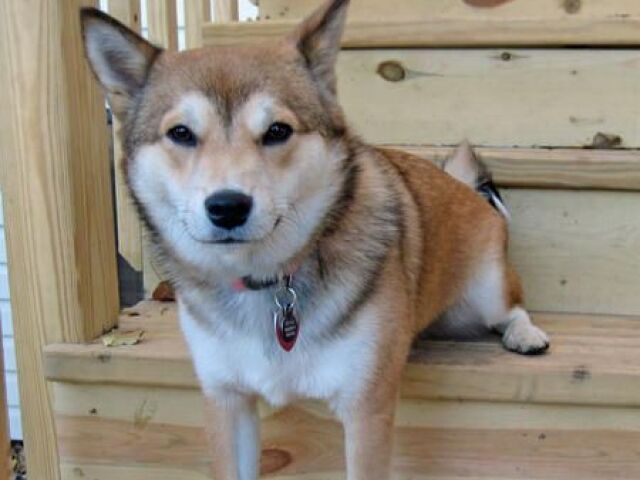 Shiba Inu