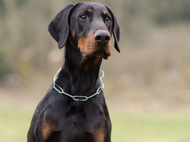 Dobermann