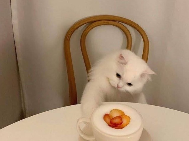 O seu gato🤍✌️ Faça suas escolhas e veja o resultado