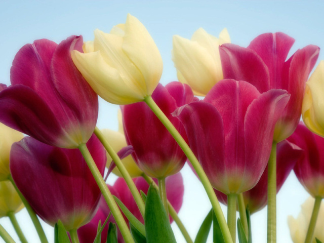 Tulipa