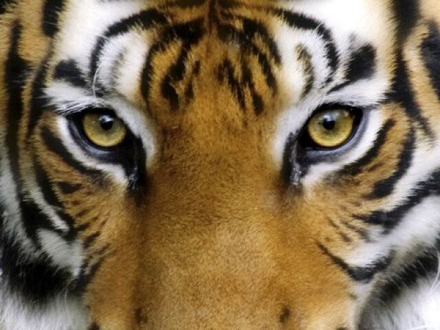 Tigre