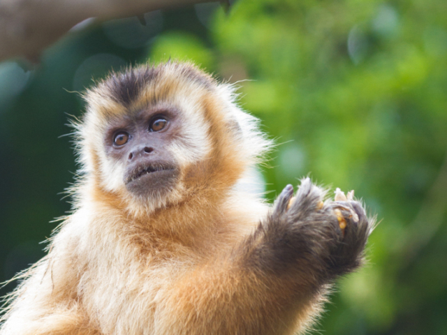 Macaco