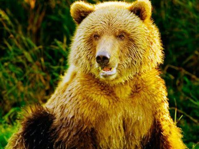 urso amarelo