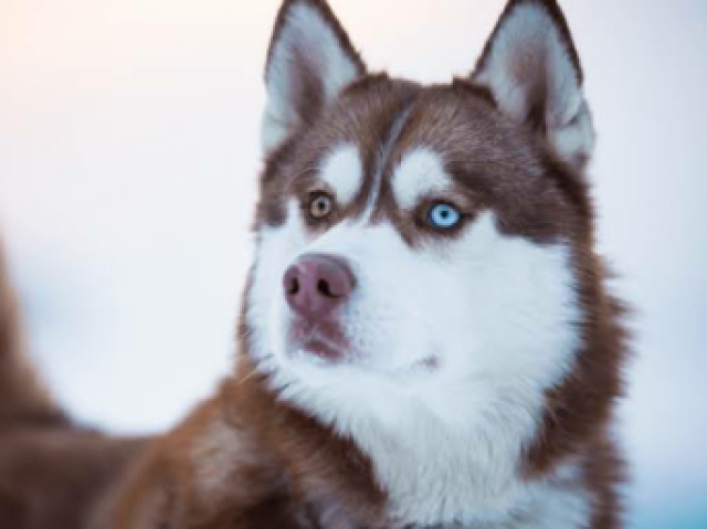 Uma linda husky, com certeza minha cara 😉