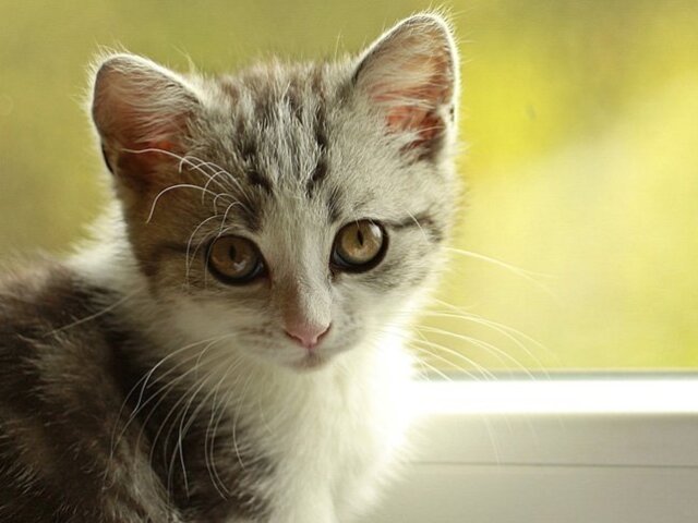 Gato