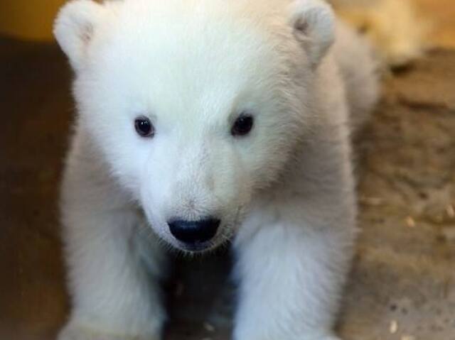 Urso