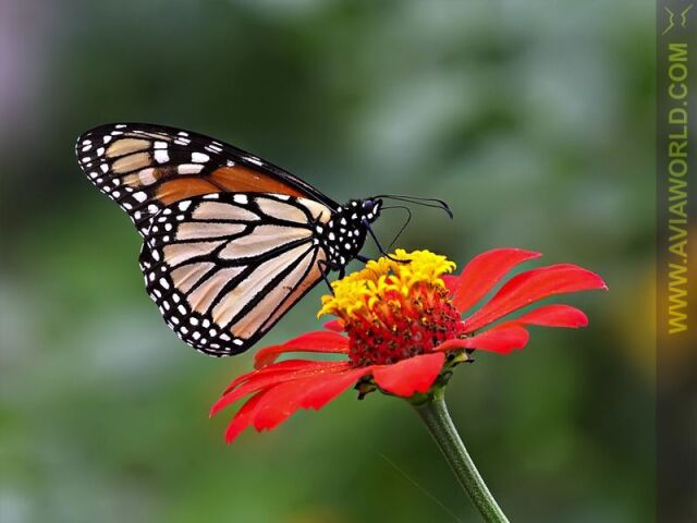 Borboleta