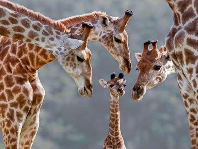 Girafa