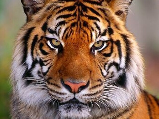 Tigre