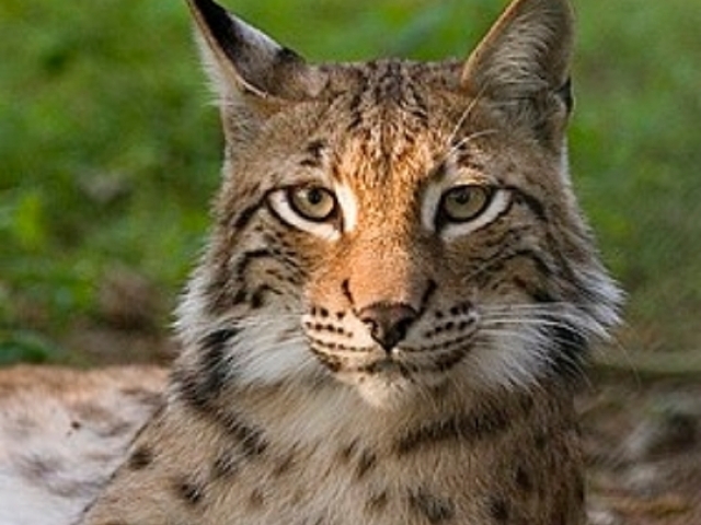 Lince