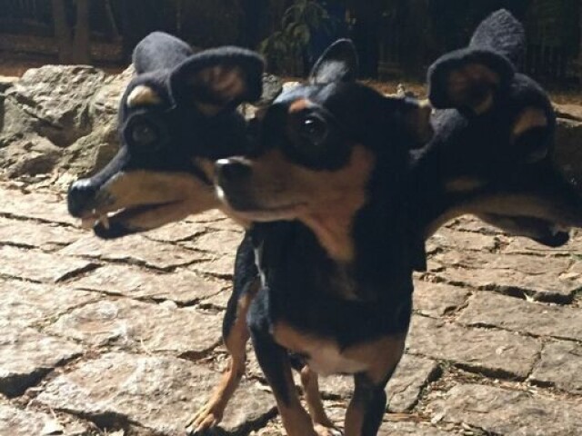 Um cachorro de três cabeças