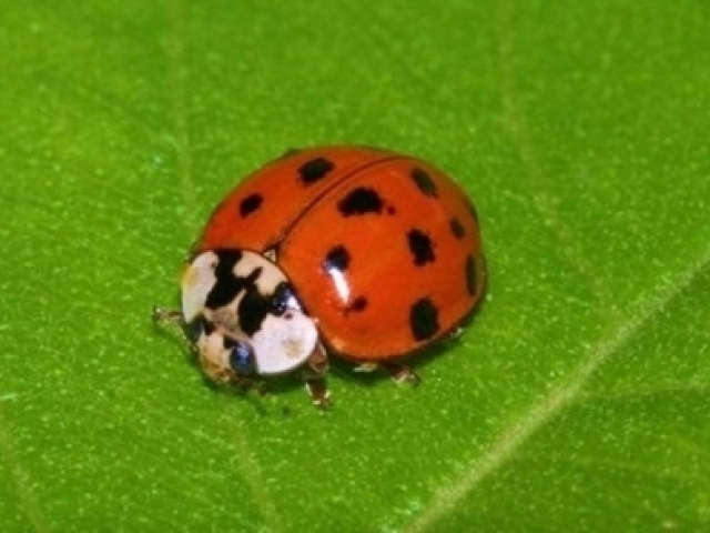 Joaninha