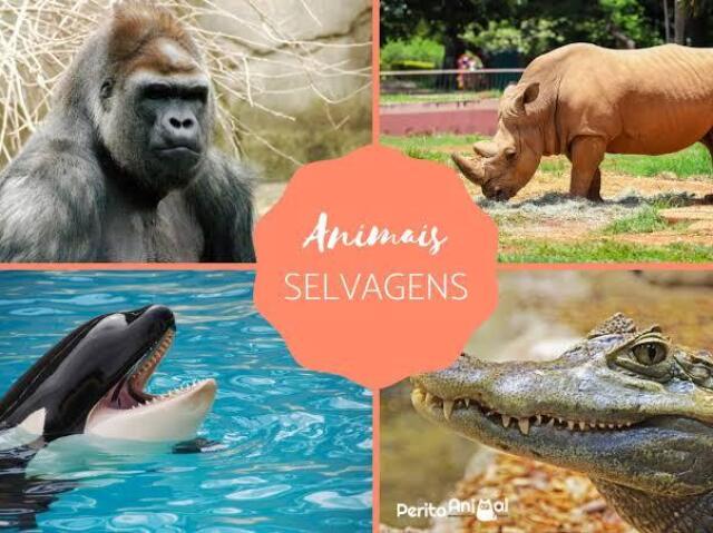 Qual animal você seria?