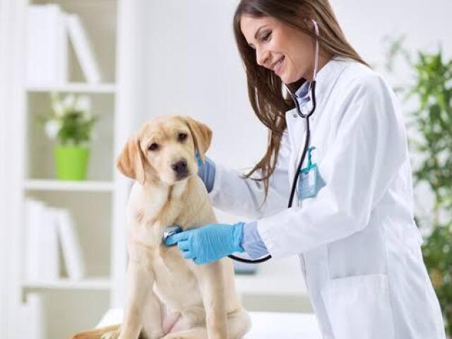 Veterinário