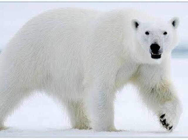 Urso polar