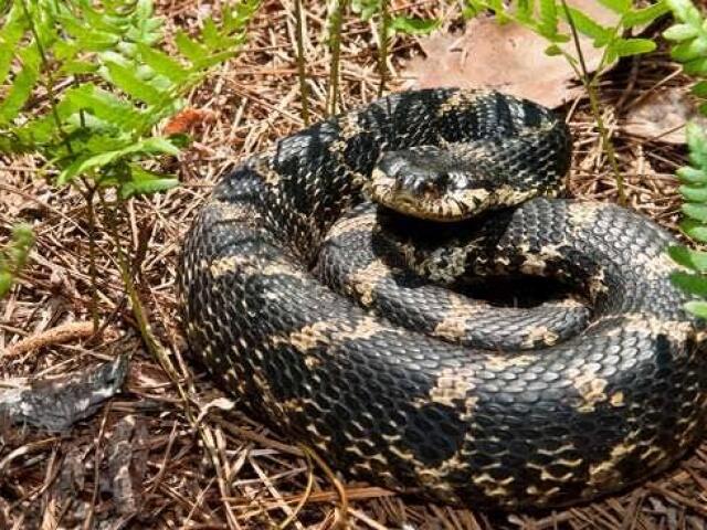 Cobra