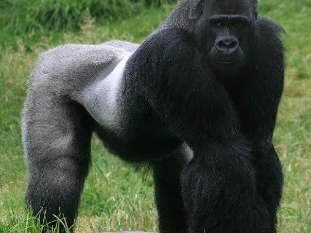 Gorila