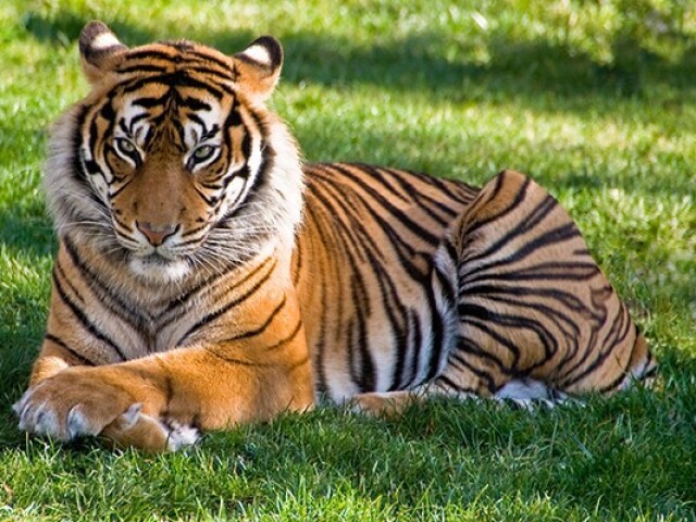 tigre