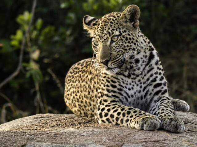 leopardo