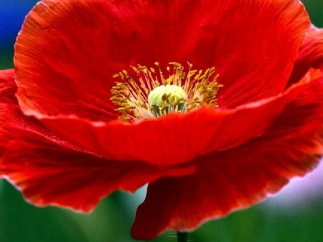 Poppy