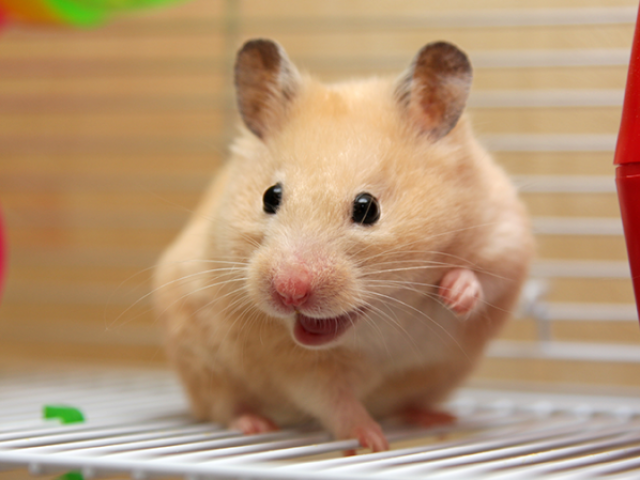 Hamster