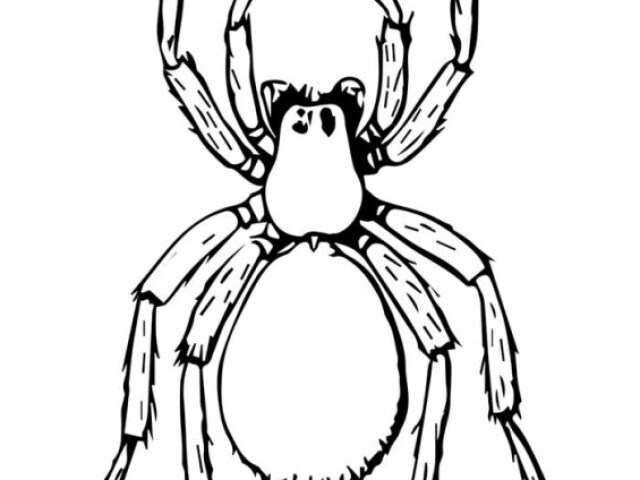 aranha (desculpa por ser em desenho mas eu não consegui nem olhar para as de verdade kkkk)