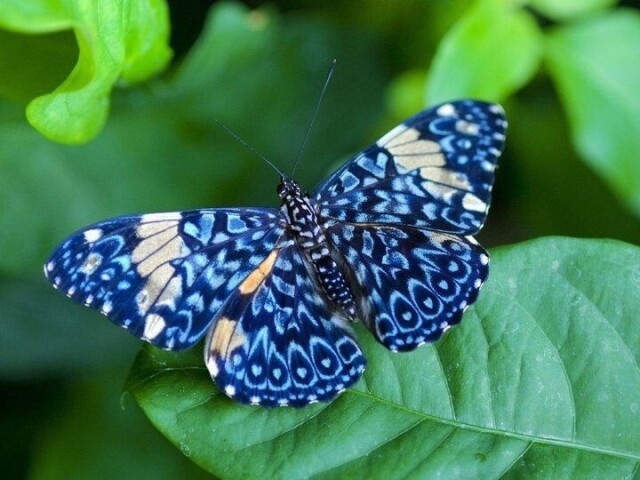 Borboleta