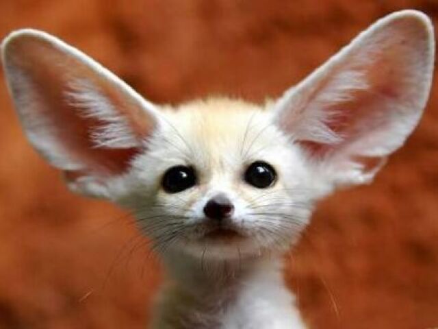 Um fennec fox?