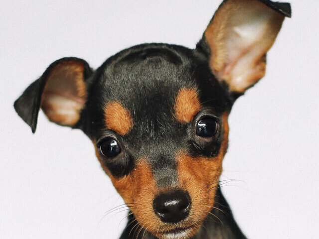 pinscher