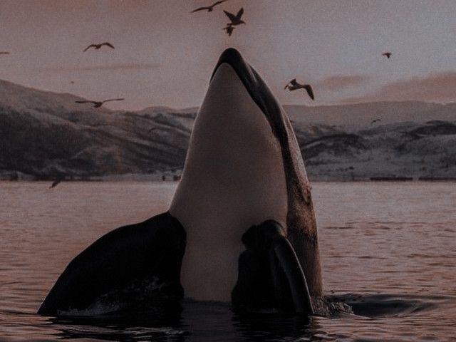 orca.