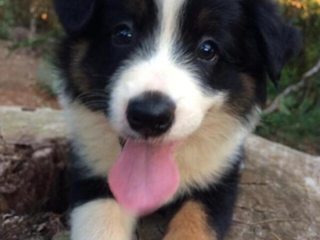 Boarder collie