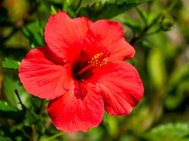 Hibisco