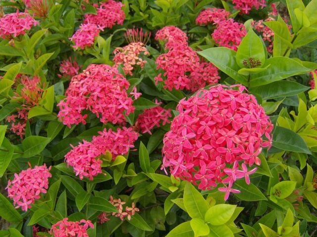 Ixora