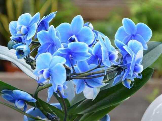 Orquídea