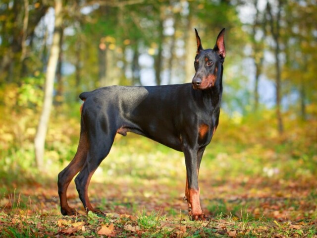 dobermann